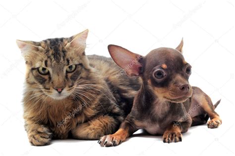 chat chihuahua|Chi Chat